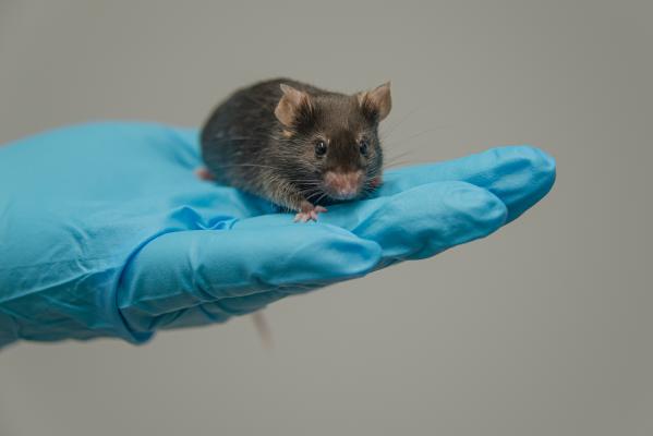 A researcher holds a laboratory mouse in their hand.