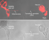 Images showing cells and tunnelling nanotube prior to and after mitochondrial transfer. After image has red coloring to show successful transfer