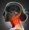 Illustration of the cervical spinal cord.