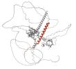 cryptic peptide shown in red
