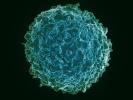 Image of a human B cell