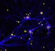 image of neuronal connections 