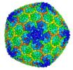 Viral capsid