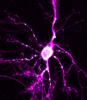 Image of a mouse brain cell