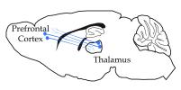 Cartoon of brain circuit that may help holds thoughts in mind