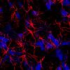 Star-shaped brain cells shown to aid breathing, NIH study suggests.
