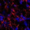 Star-shaped brain cells shown to aid breathing, NIH study suggests.