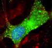 image of leiomodin-1 inside human brain cell