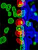 image of astrocytes