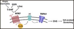 diagram of proteins binding to receptors causing itch