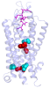 image of a neuropeptide hormone activating a G protein-coupled receptor