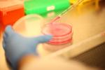 Picture of petri dish used for lab research