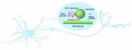Cartoon of annexin A11 guiding hitchhiking through a neuron