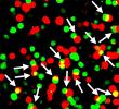 Picture of Shisa7 proteins in green and GABA type A neurotransmitter receptor proteins in red. White arrows and yellow spots represent clustering of the two proteins.