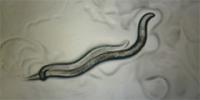 image of two worms intertwined