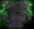 Small changes in brain wiring can affect behavior