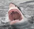 Scientists showed that a sharks electrosensory perception may be tuned to catch prey. 