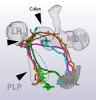 image of temperature-taking brain circuits
